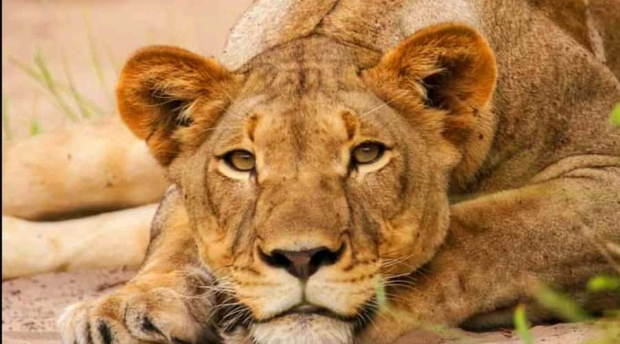 Port Elizabeth: Schotia Safaris Game Reserve Safari - Terrain you actually feel: thickets, plains, and the rhythm of wildlife