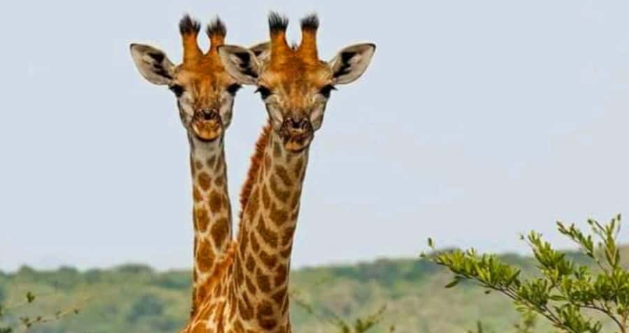 Port Elizabeth: Schotia Safaris Game Reserve Safari - Cameras, photos, and practical capture tips