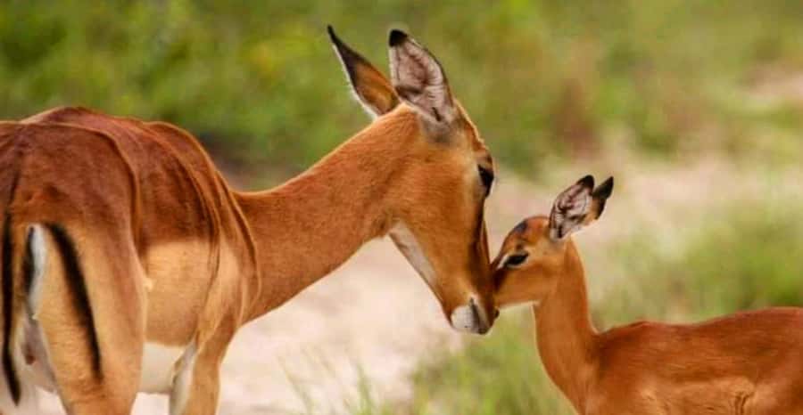Port Elizabeth: Schotia Safaris Game Reserve Safari - Price and value: is $207 per person worth it?