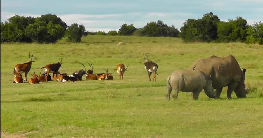 Port Elizabeth: Schotia Safaris Game Reserve Safari - Who should book this safari from Port Elizabeth?