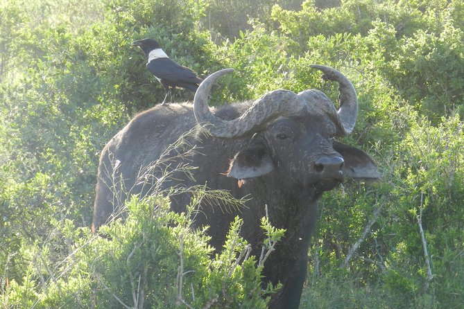 Port Elizabeth Shore Excursion: Addo Elephant Full Day Safari &"Braai"Lunch(BBQ) - Addo Elephant National Park is built for a port-day safari