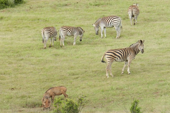 Port Elizabeth Shore Excursion: Addo Elephant Full Day Safari &"Braai"Lunch(BBQ) - Pickup, timing, and the drive out to the Southern Gate