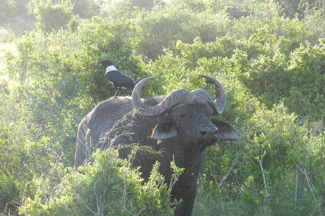 Port Elizabeth Shore Excursion: Addo Elephant Full Day Safari &"Braai"Lunch(BBQ) - The braai lunch inside Addo is more than a meal break