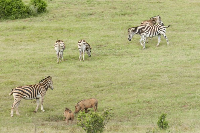 Port Elizabeth Shore Excursion: Addo Elephant Full Day Safari &"Braai"Lunch(BBQ) - What the guides actually do during the drive