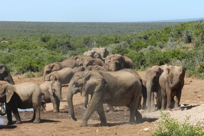 Port Elizabeth Shore Excursion: Addo Elephant Full Day Safari &"Braai"Lunch(BBQ) - 4x4 comfort, views, and how to get the best experience