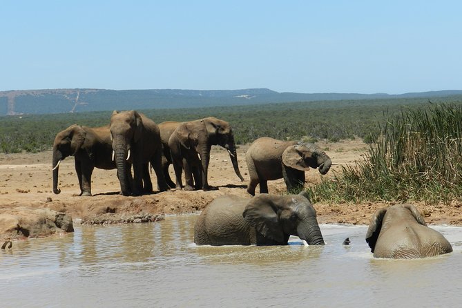 Port Elizabeth Shore Excursion: Addo Elephant Full Day Safari &"Braai"Lunch(BBQ) - Price and value: what you are really paying for at $172.87