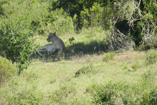 Port Elizabeth Shore Excursion: Addo Elephant Full Day Safari &"Braai"Lunch(BBQ) - Morning game drive: why elephants usually set the tone