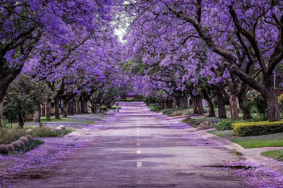 Pretoria: Half-Day City Tour with Hotel Pickup - The 4-hour schedule: what fits, what might feel rushed, and how guides keep it moving