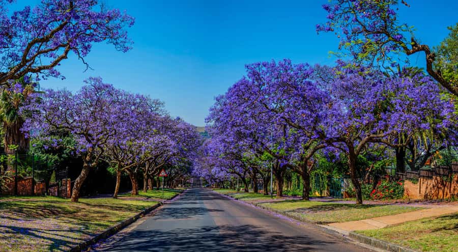 Pretoria: Pretoria City and Lion Park Tour - From Johannesburg or Pretoria to Lion Park: the timing logic
