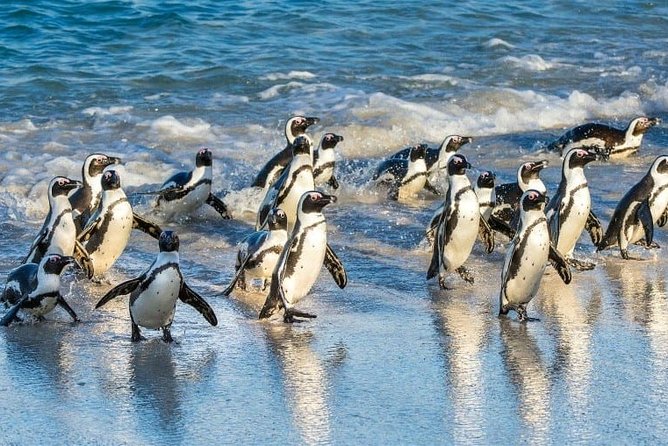 Private 2-Day Cape Town Highlights: Robben Island,Table Mountain Tickets & Wine - Price and what you really get for $628.88 per person