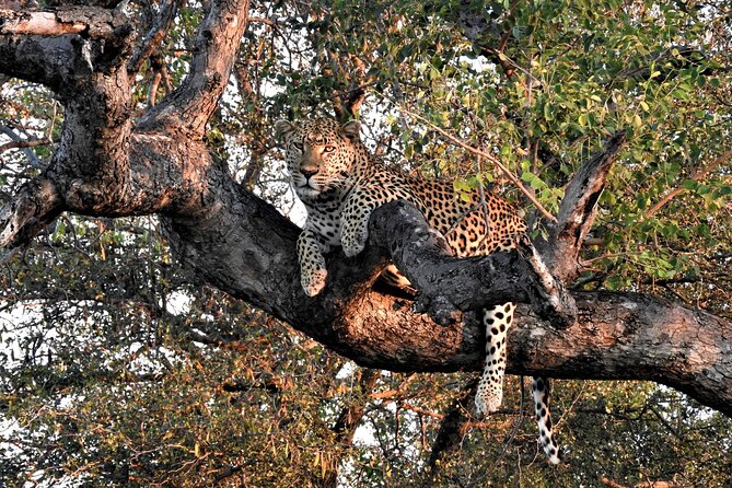 Private 4x4 Safari Tour in Kruger National Park - Why a private Kruger day starts before sunrise