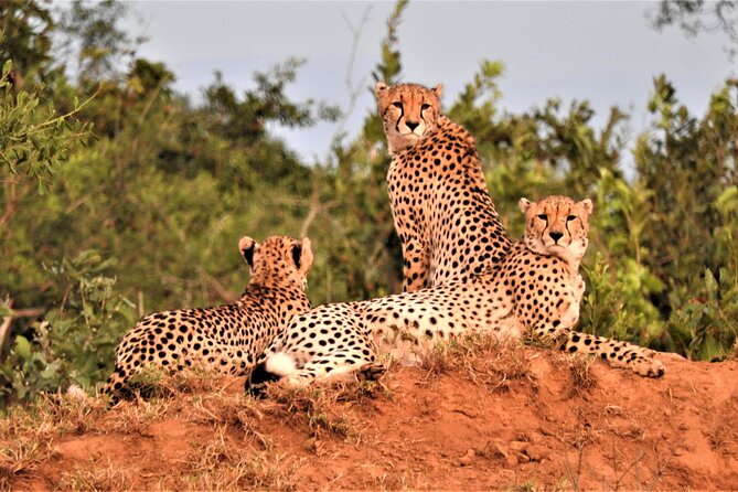 Private 4x4 Safari Tour in Kruger National Park - How your Big Five hunt really works in Kruger