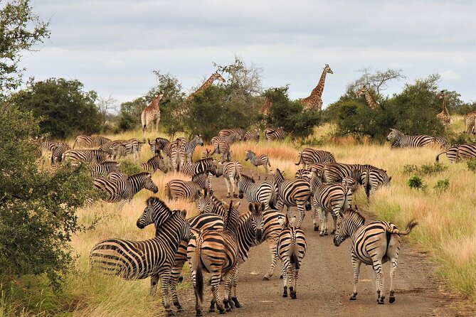 Private 4x4 Safari Tour in Kruger National Park - Life on an open 4x4 safari vehicle with Wiann