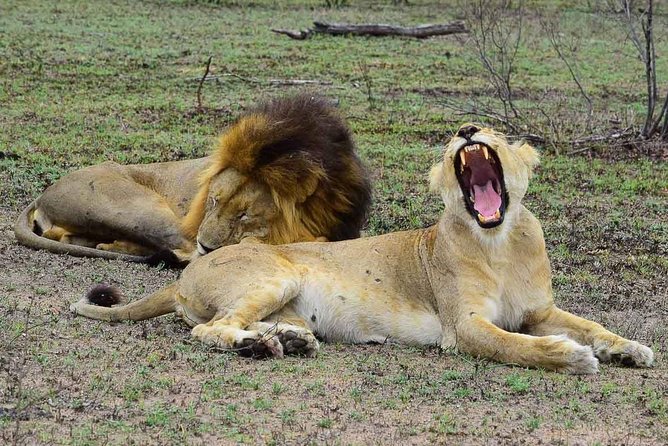 Private 5-Day Overnight Safari In Kruger Park from Skukuza Airport - Key highlights at a glance