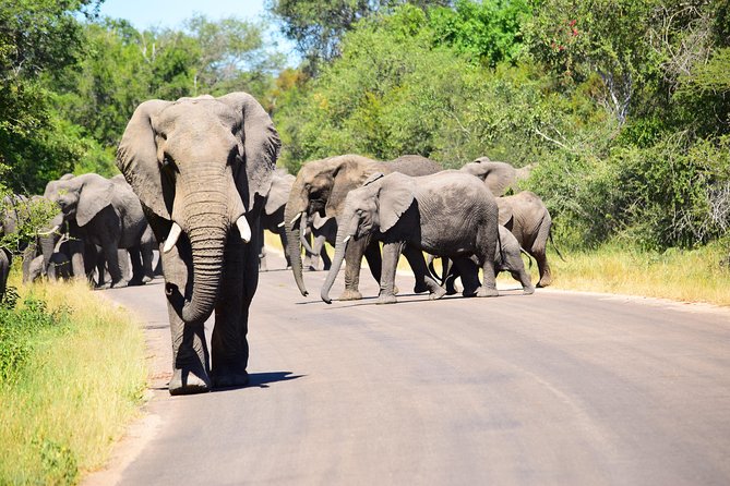 Private 5-Day Overnight Safari In Kruger Park from Skukuza Airport - Where you’ll sleep: inside Kruger or just outside, depending on season