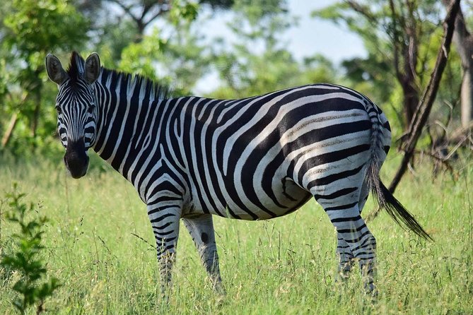 Private 5-Day Overnight Safari In Kruger Park from Skukuza Airport - The 5-day rhythm: early drives, midday rest, and repeat chances