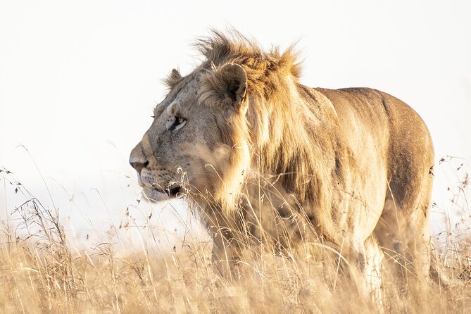 Private 5-Hour Lion Park Tour from Johannesburg or Pretoria - Key highlights you will actually care about