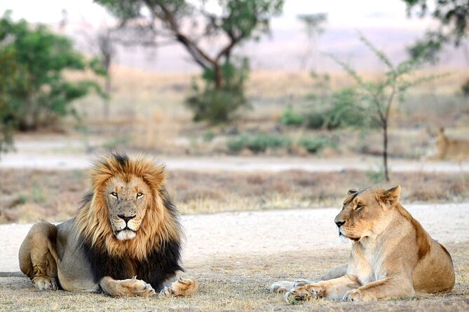 Private 5-Hour Lion Park Tour from Johannesburg or Pretoria - Private transport from Johannesburg or Pretoria, with WiFi and a tight schedule