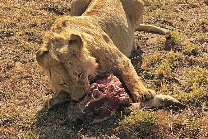 Private 5-Hour Lion Park Tour from Johannesburg or Pretoria - White lion chances, camera strategy, and when to be patient