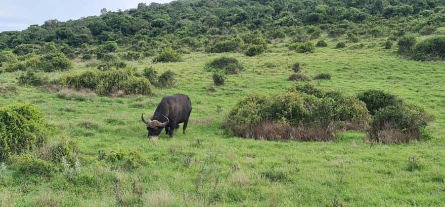 Private Addo Elephant National Park Half Day Tour - Key things that make this Addo half-day tour work