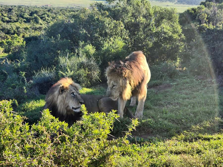 Private Addo Elephant National Park Half Day Tour - Rules that keep everyone safe and the wildlife unbothered