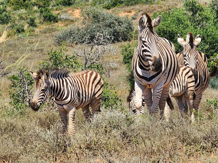 Private Addo Elephant National Park Half Day Tour - Why Addo Elephant National Park is worth 5 hours
