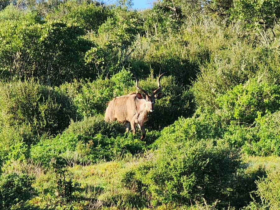 Private Addo Elephant National Park Half Day Tour - Meet your guide: Alan’s scouting style (and what you should look for)