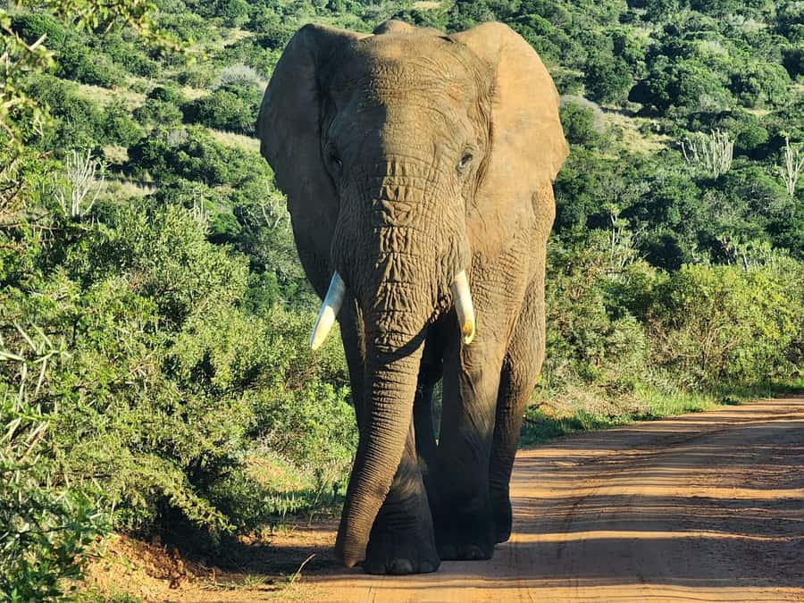 Private Addo Elephant National Park Half Day Tour - The morning flow: tea, orientation, and getting rolling