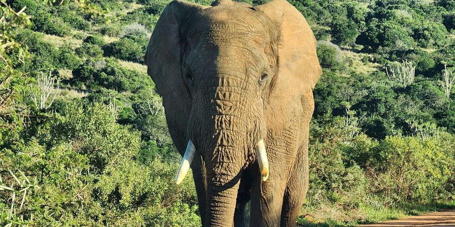 Private Addo Elephant National Park Half Day Tour - The actual game drive plan in Addo