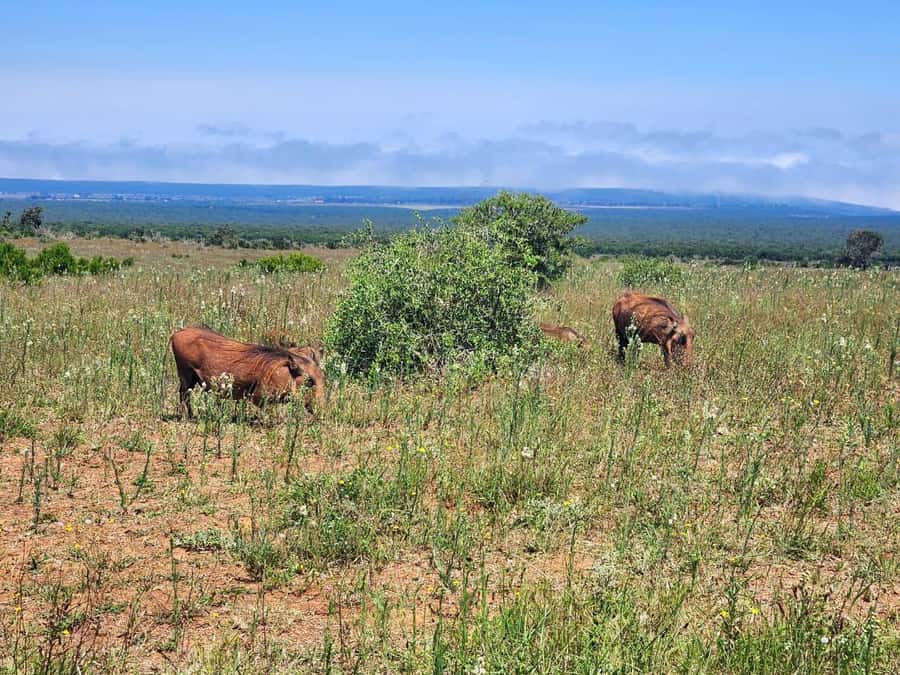 Private Addo Elephant National Park Half Day Tour - Lunch at Cattle Baron: a real break during the safari