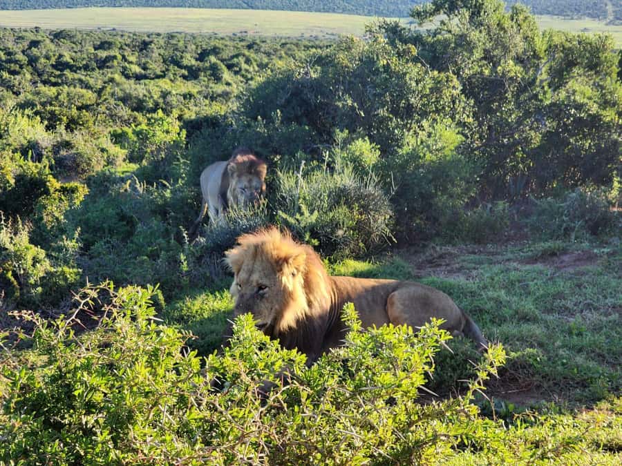 Private Addo Elephant National Park Half Day Tour - What you can realistically spot: Big Five chances and wild surprises