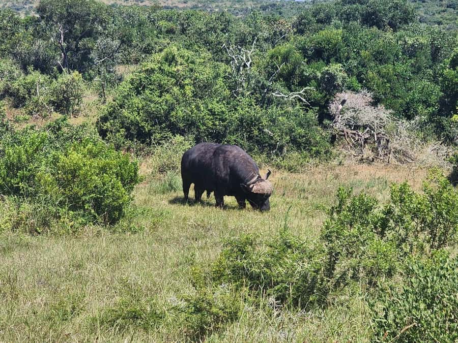 Private Addo Elephant National Park Half Day Tour - Photos, binoculars, and the smart way to prepare