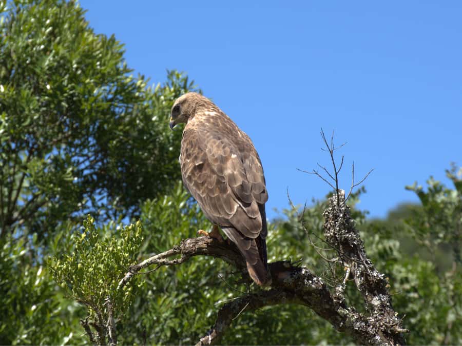 Private Addo & Schotia Full Day Tour - Addo and Schotia in one day: why this combo works