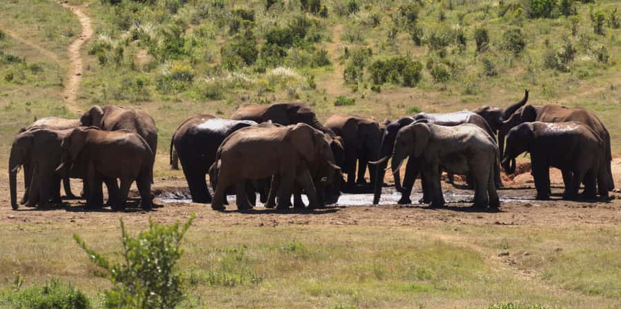 Private Addo & Schotia Full Day Tour - Morning in Addo Elephant National Park: what you’re actually looking for