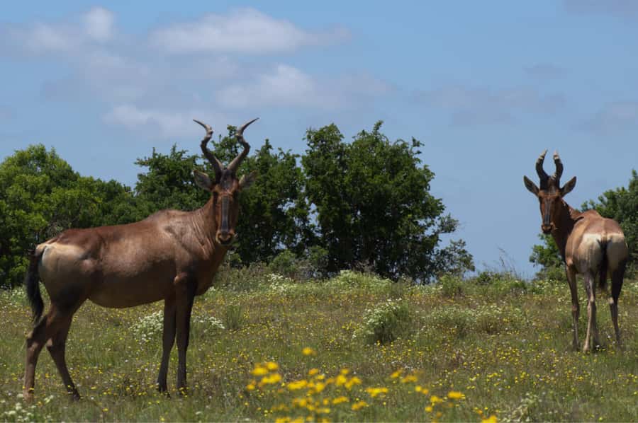 Private Addo & Schotia Full Day Tour - Schotia Safaris Private Game Reserve: Cape lions, hippos, and giraffes