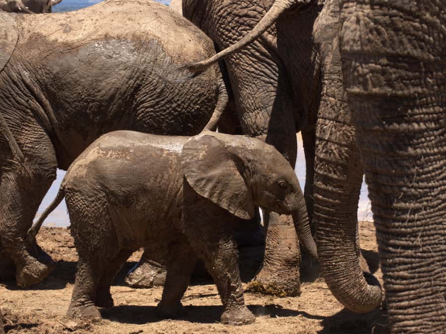 Private Addo & Schotia Full Day Tour - Price and value: is $467 per person worth it?