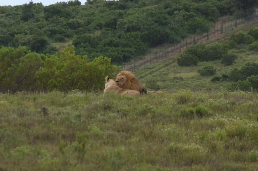 Private Addo & Schotia Full Day Tour - Who this tour suits best (and who should think twice)