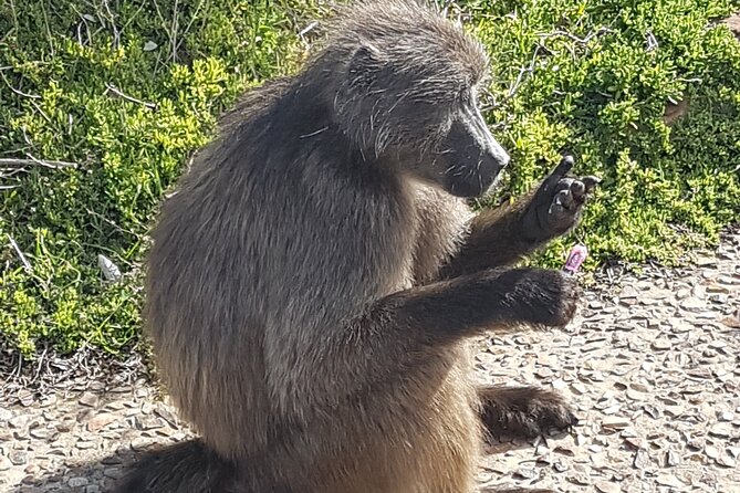 Private Cape of Good Hope and Penguins Full-Day (Sightseeing Guided) - Chapmans Peak Drive and Noordhoek coffee stop