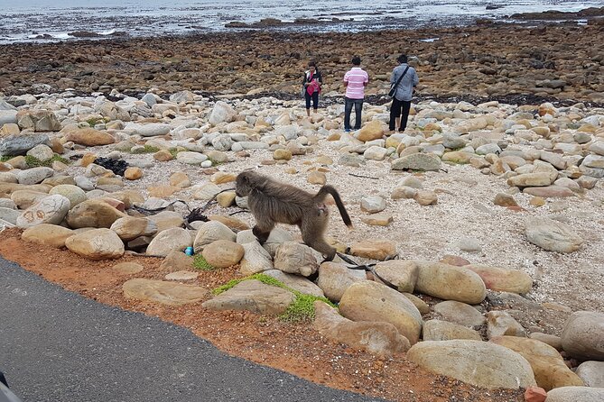 Private Cape of Good Hope and Penguins Full-Day (Sightseeing Guided) - Cape Point again: funicular or lighthouse walk