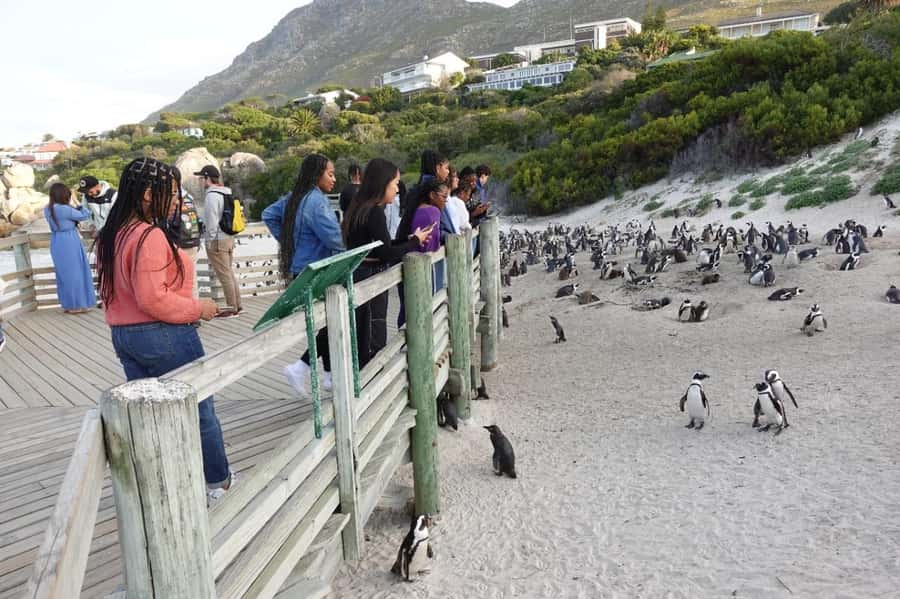 Private Cape of Good Hope and Penguins Full-Day Tour - Key things I’d bet you’ll care about