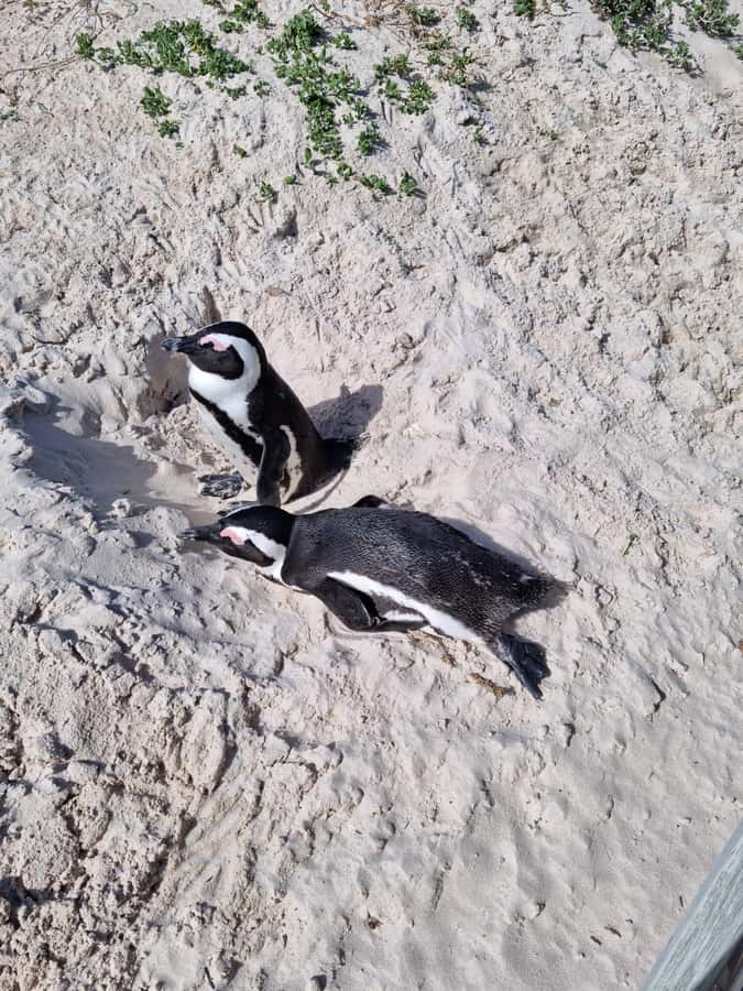 Private Cape of Good Hope and Penguins Full-Day Tour - The route in plain terms, 8 hours of Cape Peninsula highlights