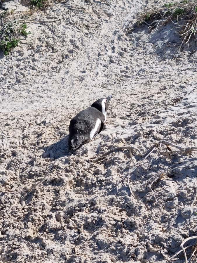 Private Cape of Good Hope and Penguins Full-Day Tour - From pickup areas to Bo-Kaap color and Camps Bay views