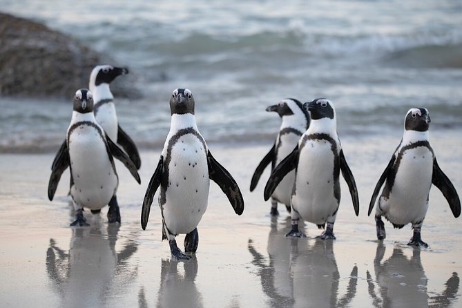 Private Cape of Good Hope and Penguins Tour with Luxury Mercedes or BMW Vehicle - Simon’s Town Quick Stop and Boulders Beach Penguins at the Boardwalk