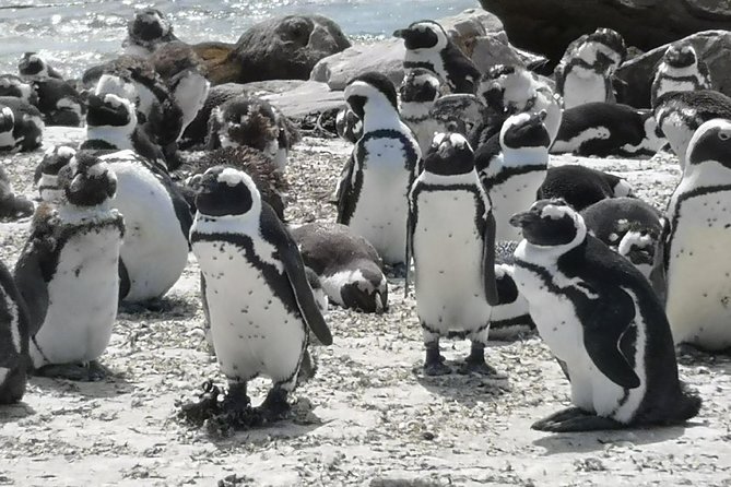 Private Cape of Good Hope Cape Point Penguins KirstenboschTour. - Maiden’s Cove: A Quick, Beautiful Break Over Camps Bay