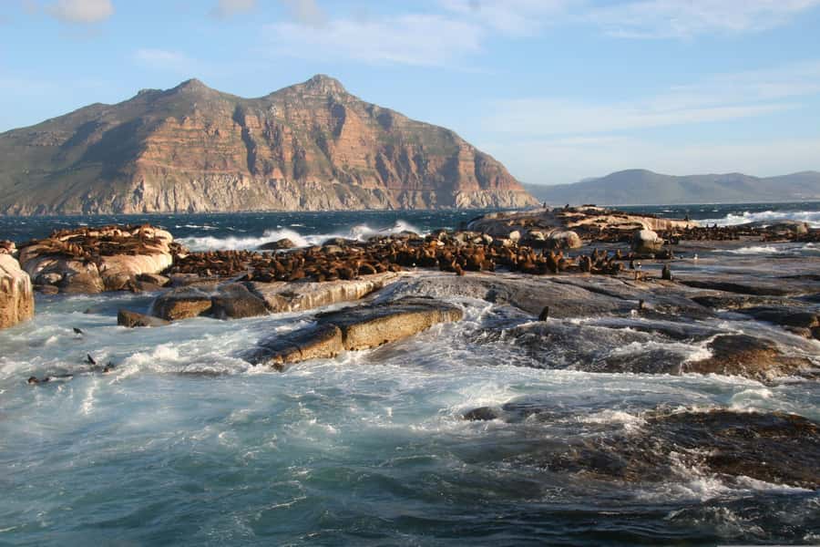 Private Cape of Good Hope Guided Tour - Hout Bay and Seal Island, optional but memorable