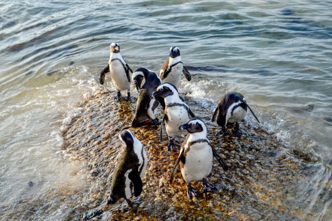Private Cape of Good Hope Sightseeing and African Penguin Tour - Bantry Bay to Camps Bay, Ocean Views With a Wind-Shadow Twist