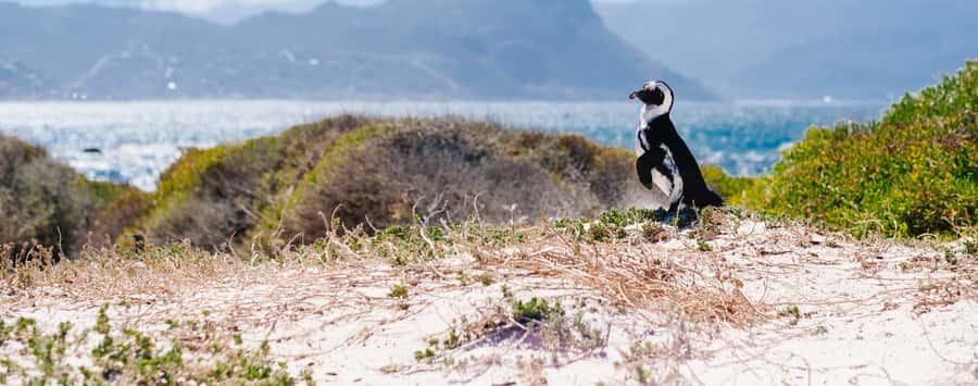 Private Cape Peninsula Half-Day Tour with Penguins - Cape Peninsula in 4 Hours, what you really get