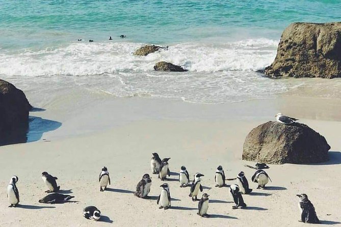 Private Cape Peninsula Tour - Optional Kirstenbosch Botanical Garden for a calmer close