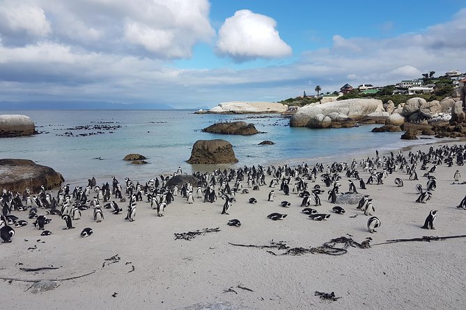 Private Cape Peninsula Tour - Cape Point, Cape of Good Hope sightseeing - Simon’s Town, Muizenberg, and the False Bay finish
