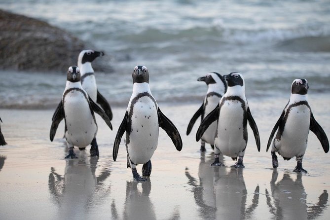 Private Cape Peninsula Tour, With Close Range Penguin Encounter From Cape Town. - Price and value: what $145 really covers